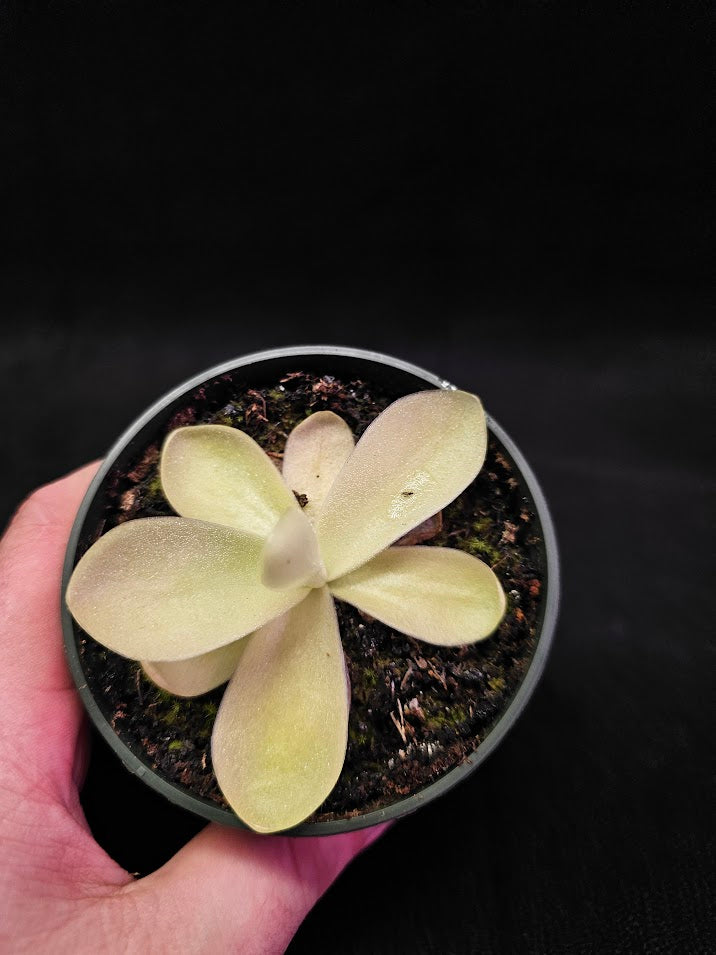 Pinguicula Gigantea #04, The Largest Known Mexican Butterwort In The World, Gets A Diameter Up to One Foot