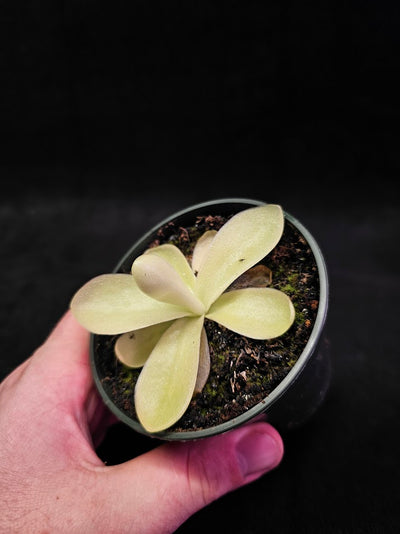 Pinguicula Gigantea #04, The Largest Known Mexican Butterwort In The World, Gets A Diameter Up to One Foot