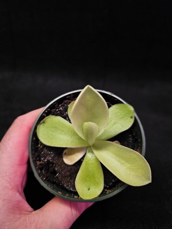 Pinguicula Gigantea #05, The Largest Known Mexican Butterwort In The World, Gets A Diameter Up to One Foot