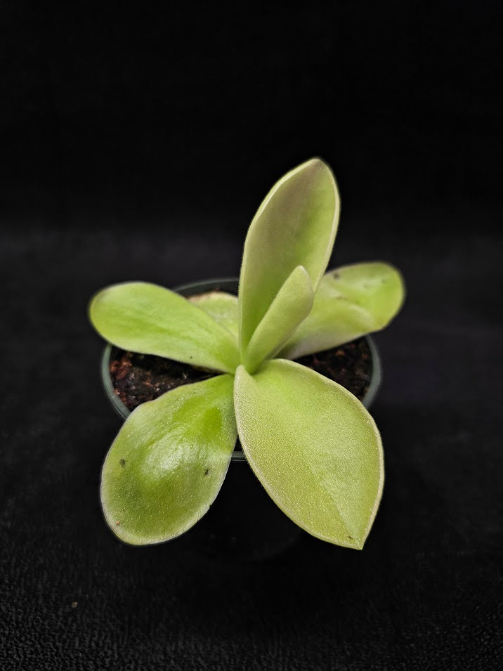 Pinguicula Gigantea #07, The Largest Known Mexican Butterwort In The World, Gets A Diameter Up to One Foot