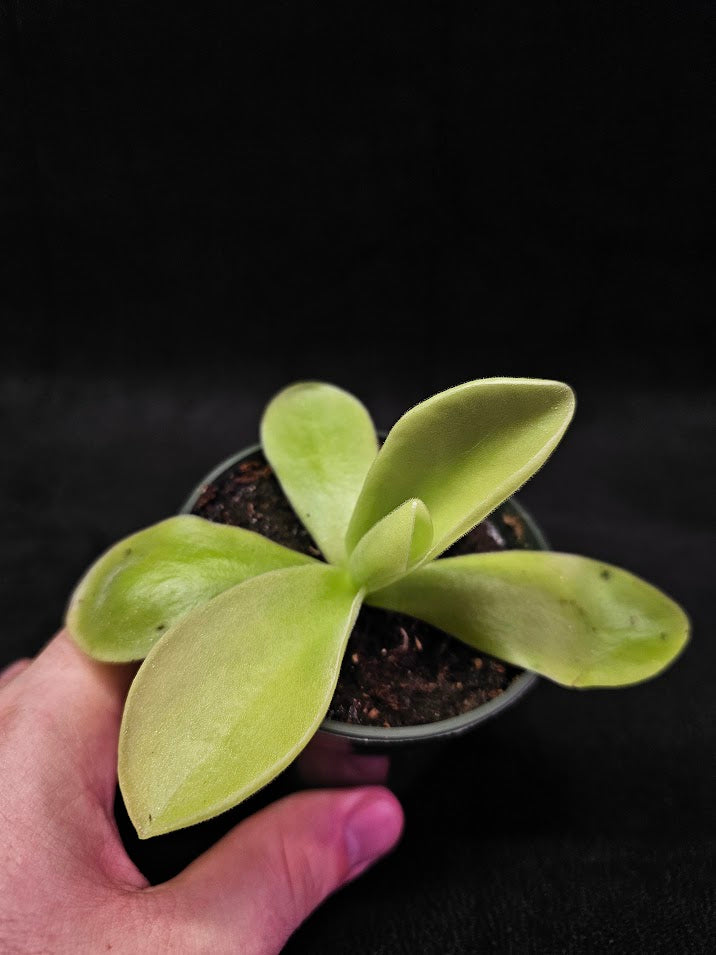 Pinguicula Gigantea #07, The Largest Known Mexican Butterwort In The World, Gets A Diameter Up to One Foot