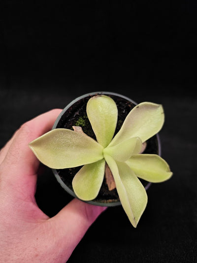 Pinguicula Gigantea #15, The Largest Known Mexican Butterwort In The World, Gets A Diameter Up to One Foot