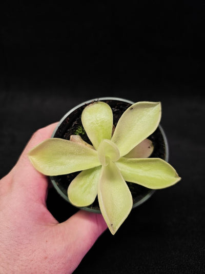 Pinguicula Gigantea #15, The Largest Known Mexican Butterwort In The World, Gets A Diameter Up to One Foot