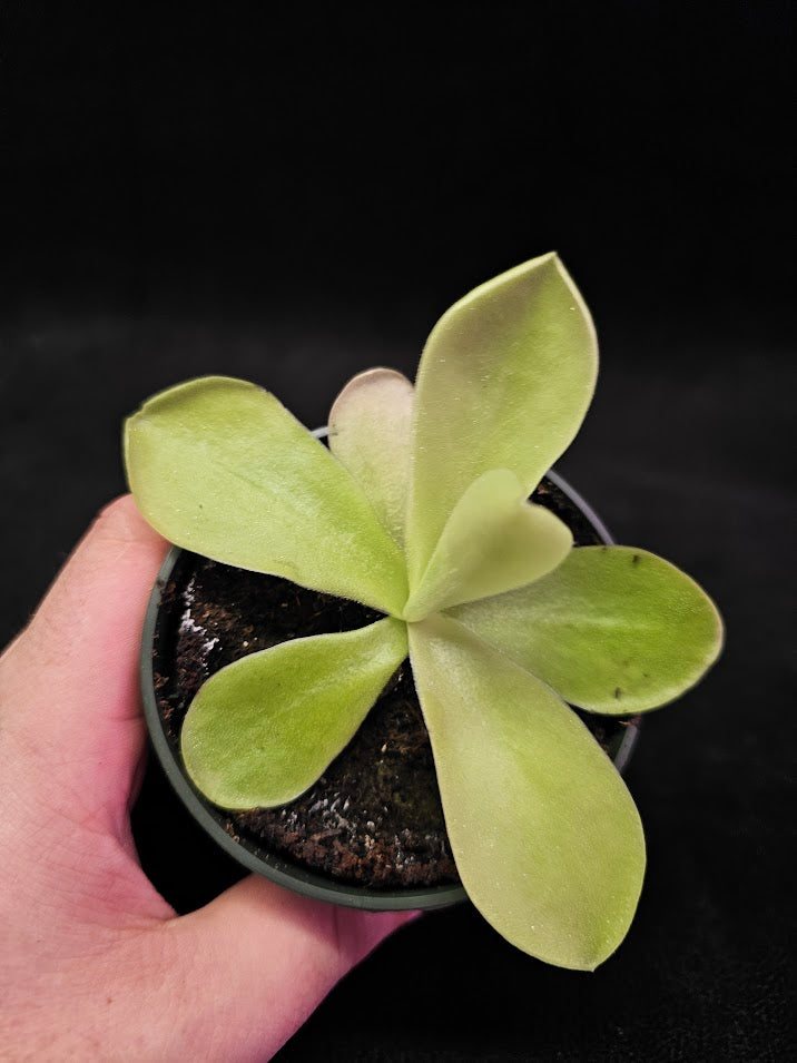 Pinguicula Gigantea #17, The Largest Known Mexican Butterwort In The World, Gets A Diameter Up to One Foot