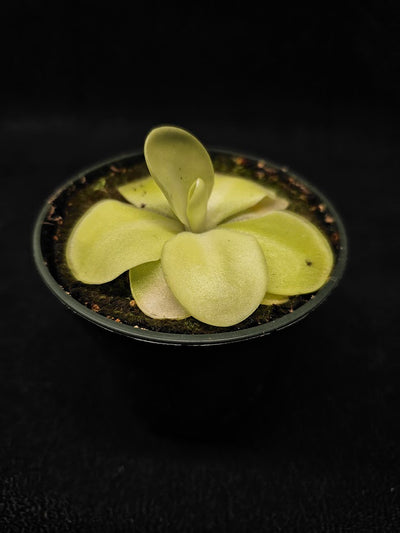 Pinguicula Tina #21, A Mexican Butterwort Hybrid Of P. Agnata & P. Zecheri, Produces A Single Purple Flower