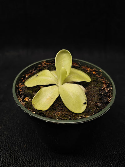 Pinguicula Tina #24, A Mexican Butterwort Hybrid Of P. Agnata & P. Zecheri, Produces A Single Purple Flower