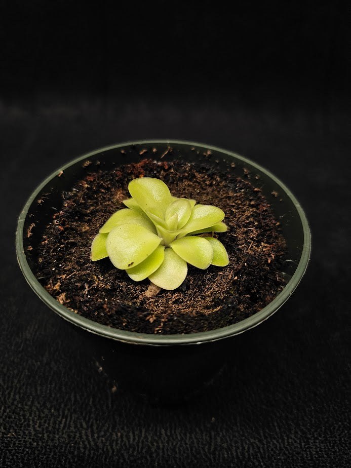 Pinguicula Tina #25, A Mexican Butterwort Hybrid Of P. Agnata & P. Zecheri, Produces A Single Purple Flower