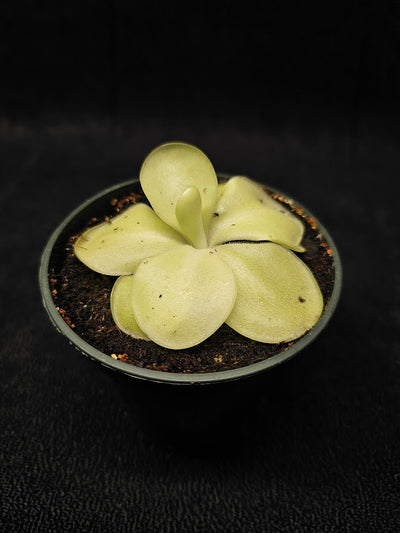 Pinguicula Tina #26, A Mexican Butterwort Hybrid Of P. Agnata & P. Zecheri, Produces A Single Purple Flower