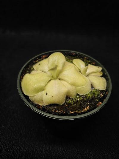 Pinguicula Tina #30, A Mexican Butterwort Hybrid Of P. Agnata & P. Zecheri, Produces A Single Purple Flower