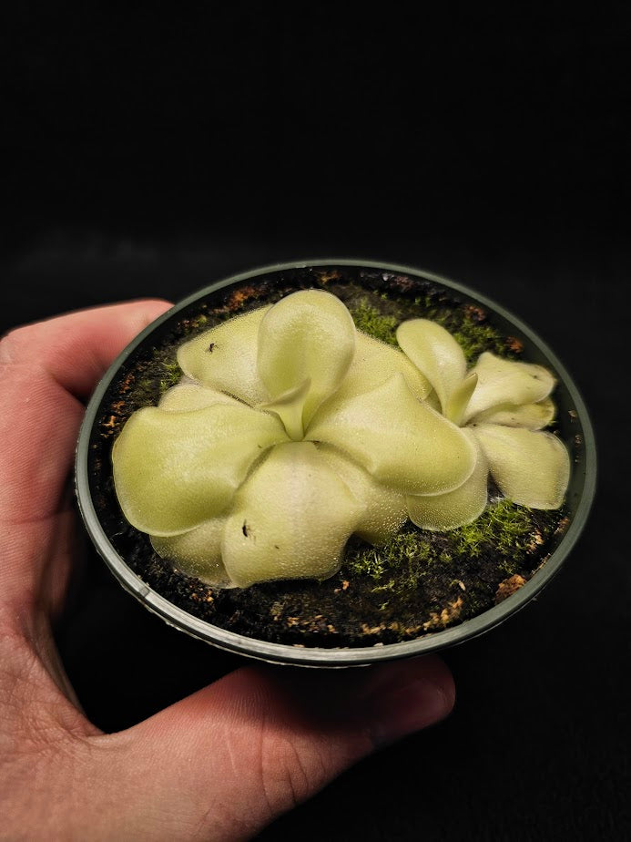 Pinguicula Tina #30, A Mexican Butterwort Hybrid Of P. Agnata & P. Zecheri, Produces A Single Purple Flower