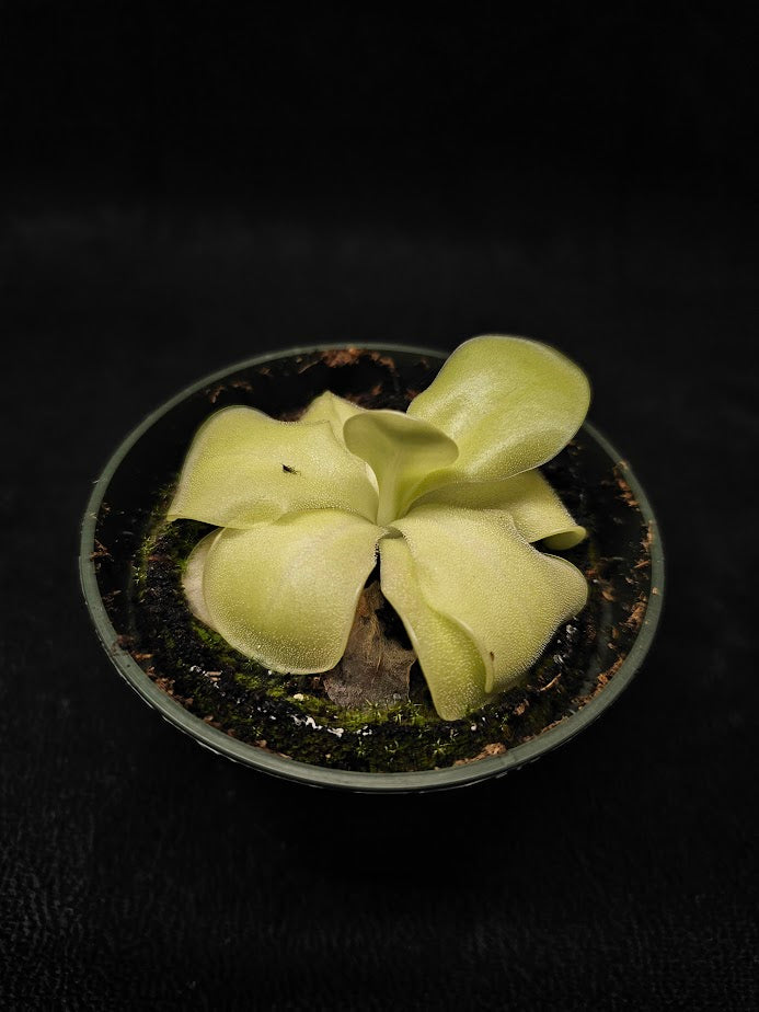 Pinguicula Tina #32, A Mexican Butterwort Hybrid Of P. Agnata & P. Zecheri, Produces A Single Purple Flower