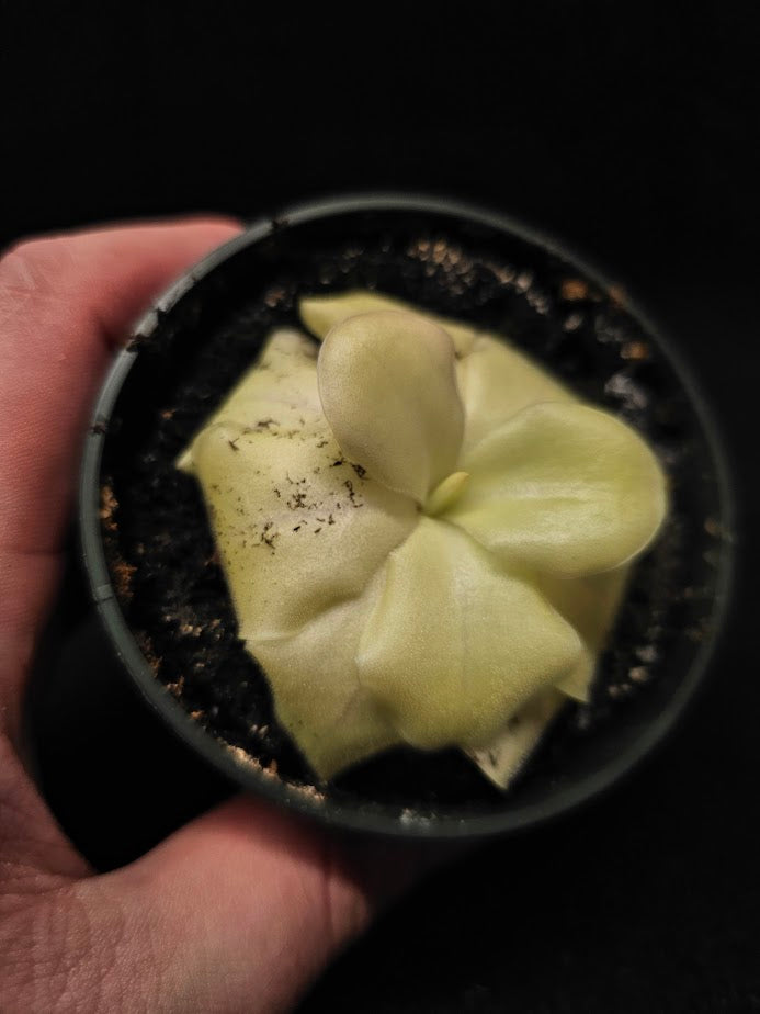Pinguicula Tina #33, A Mexican Butterwort Hybrid Of P. Agnata & P. Zecheri, Produces A Single Purple Flower