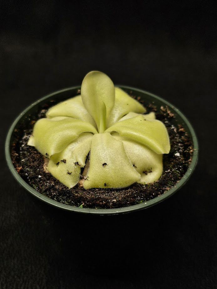 Pinguicula Tina #36, A Mexican Butterwort Hybrid Of P. Agnata & P. Zecheri, Produces A Single Purple Flower