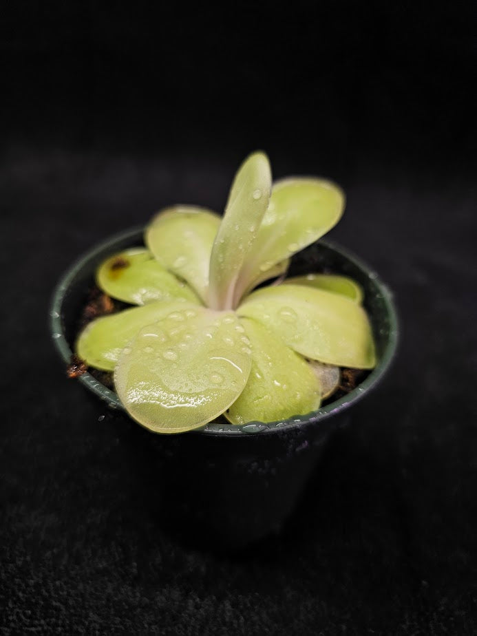 Pinguicula Bugbane #10, A Mexican Butterwort Hybrid Of P. Gigantea & P. Moranensis