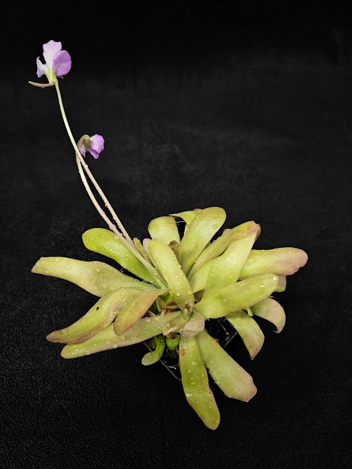 Cephalotus – YEG Exotic Plant Crowd