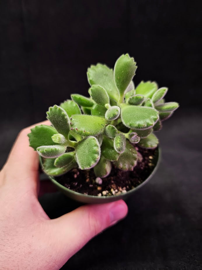 Bear Paw Succulent #01, Cotyledon Tomentosa, Native To South Africa, Fuzzy Green Leaves