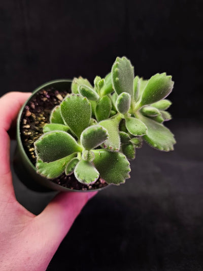 Bear Paw Succulent #01, Cotyledon Tomentosa, Native To South Africa, Fuzzy Green Leaves