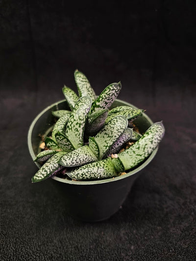 Gasteria Species #01, Native To Southern Africa, A Very Beautiful Indoor Succulent Plant