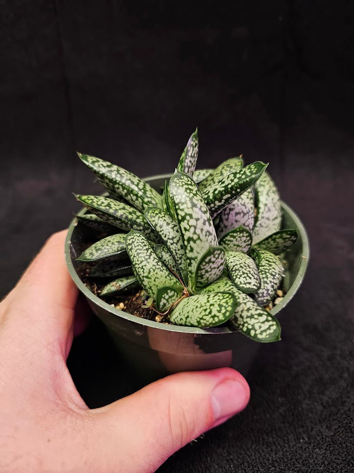 Gasteria Species #01, Native To Southern Africa, A Very Beautiful Indoor Succulent Plant