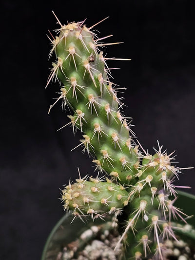 Mini Cholla #02, Species Of Cacti Native To Northern Mexico & The Southwestern United States