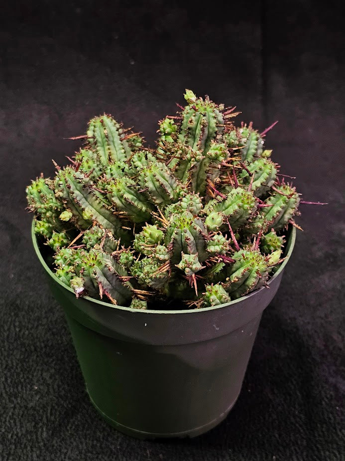 Euphorbia Enopla (Pincushion Euphorbia) #02, Succulent Shrub With Ribbed Stems & Decorative Spines