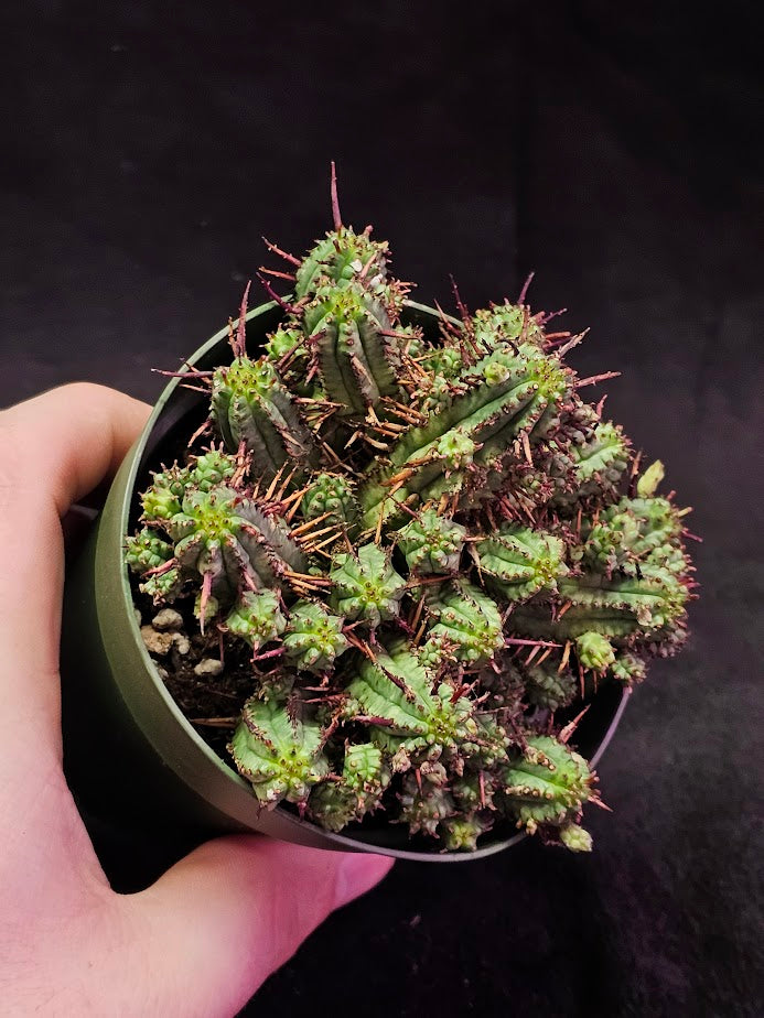 Euphorbia Enopla (Pincushion Euphorbia) #02, Succulent Shrub With Ribbed Stems & Decorative Spines