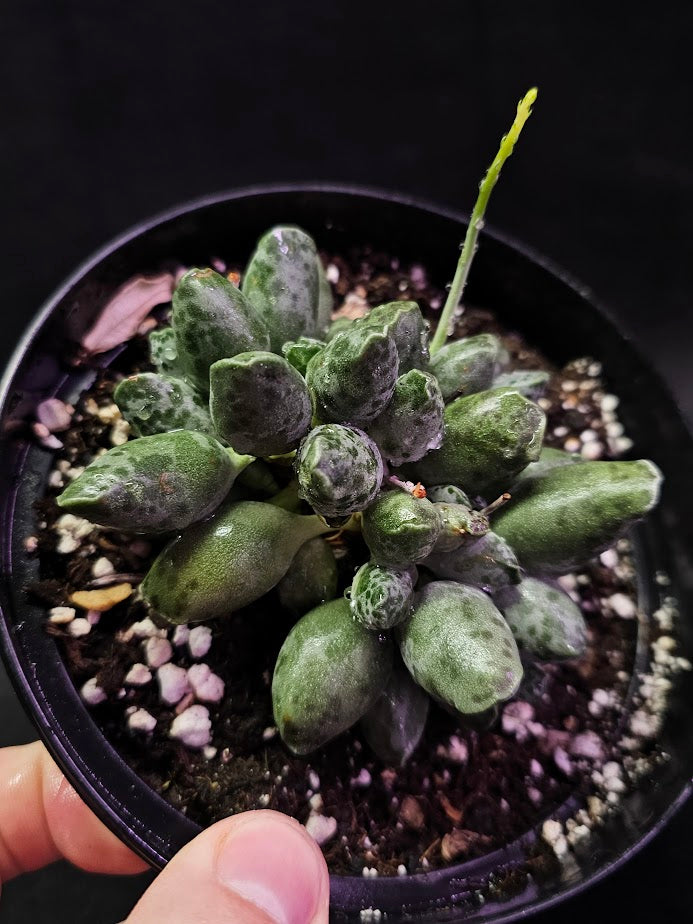 Plover Eggs #01, Adromischus Cooperi, Weird But Wonderful Clumping Succulent With Red Speckles & Undulating Leaf Margins
