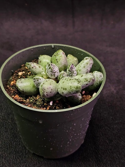 Plover Eggs #02, Adromischus Cooperi, Weird But Wonderful Clumping Succulent With Red Speckles & Undulating Leaf Margins