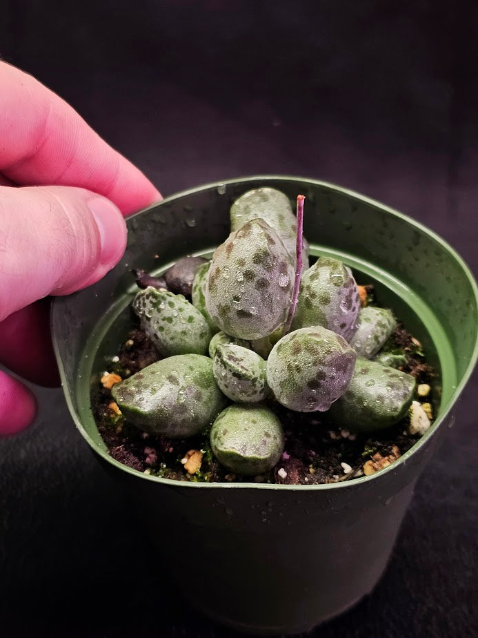Plover Eggs #04, Adromischus Cooperi, Weird But Wonderful Clumping Succulent With Red Speckles & Undulating Leaf Margins