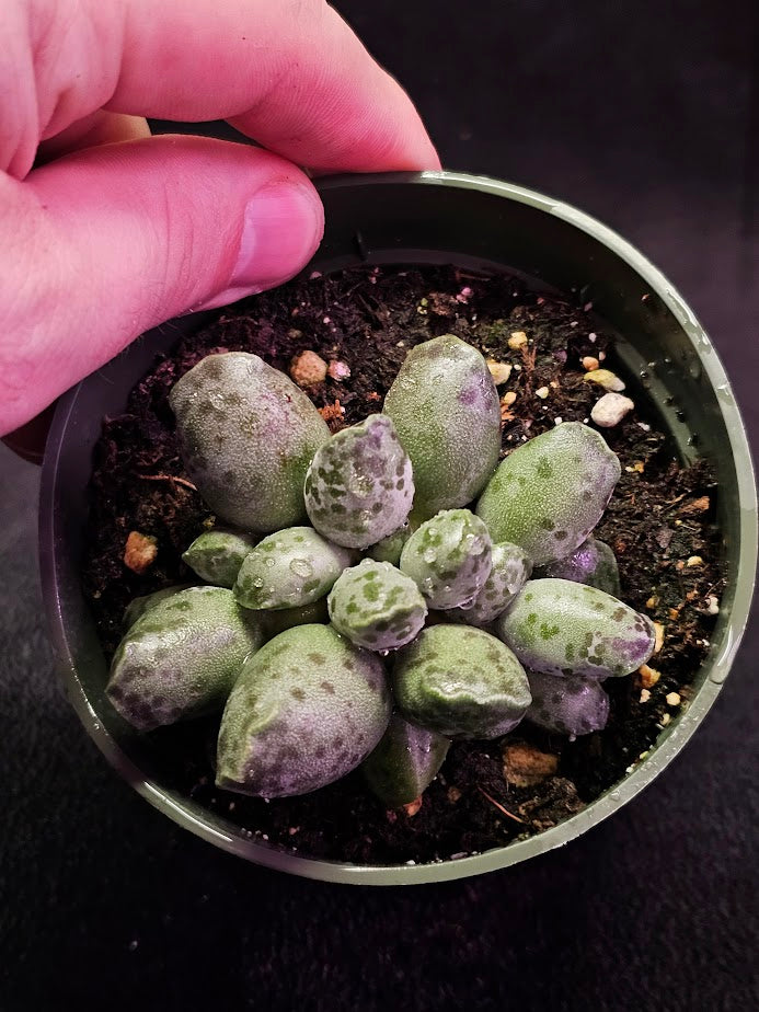 Plover Eggs #06, Adromischus Cooperi, Weird But Wonderful Clumping Succulent With Red Speckles & Undulating Leaf Margins