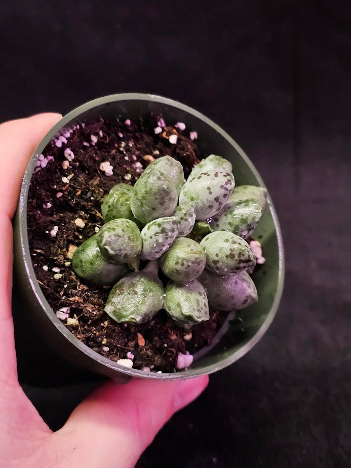 Plover Eggs #07, Adromischus Cooperi, Weird But Wonderful Clumping Succulent With Red Speckles & Undulating Leaf Margins