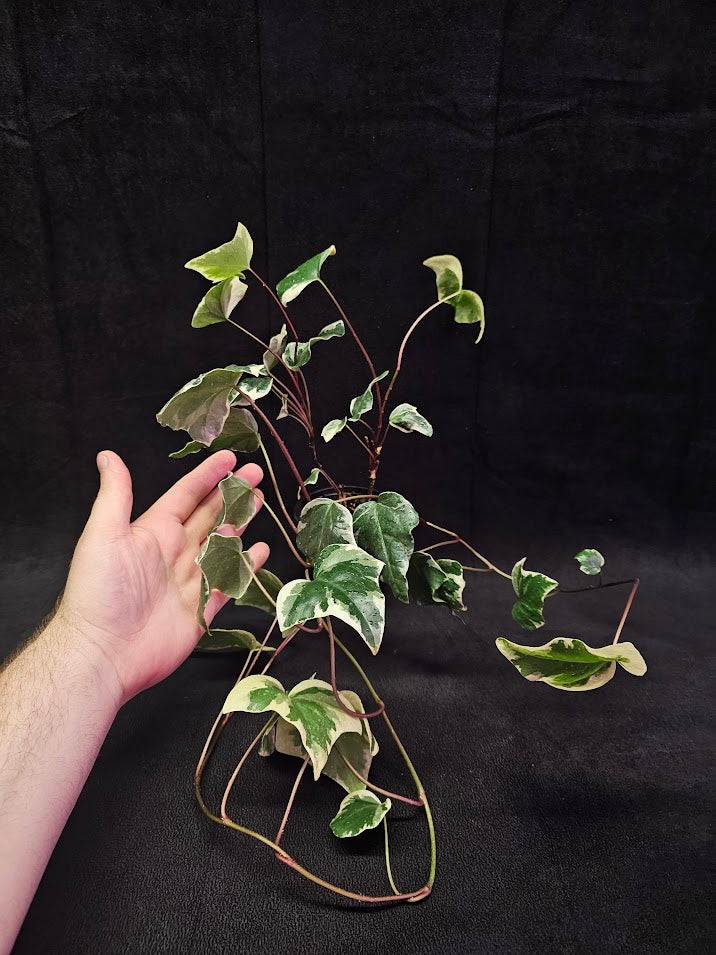 Algerian Ivy #01, A Sturdy & Shade Loving Plant That Is Great For A Hanging Vine Or Background Filler