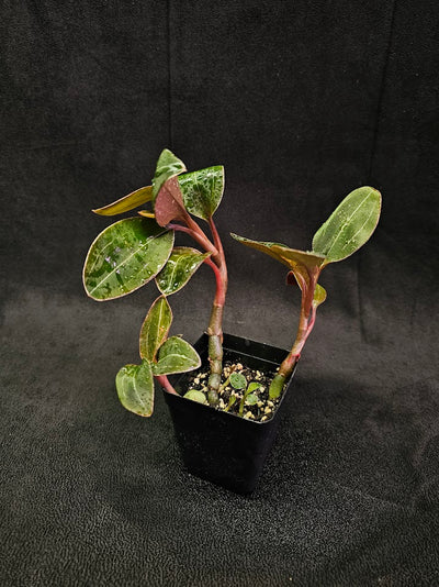 Ludisia Discolor Var. Nigriscens #02, Has An Overall Darker Appearance Than Regular Ludisia Discolor