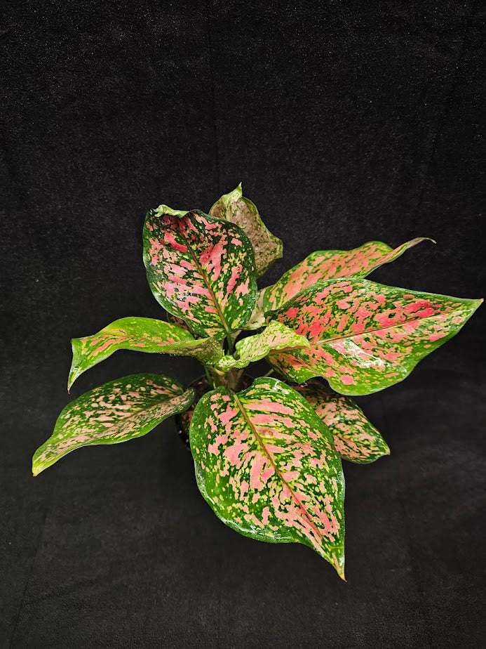 Aglaonema Chinese Evergreen #01, Native To Tropical And Subtropical Regions Of Asia & New Guinea