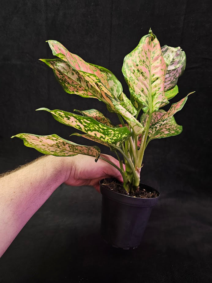 Aglaonema Chinese Evergreen #01, Native To Tropical And Subtropical Regions Of Asia & New Guinea