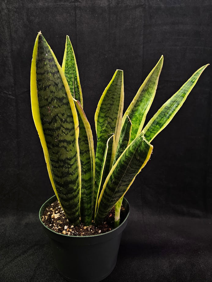 Variegated Snake Plant #01, Also Known As Sansevieria Trifasciata Laurentii, Lovely Yellow Edges