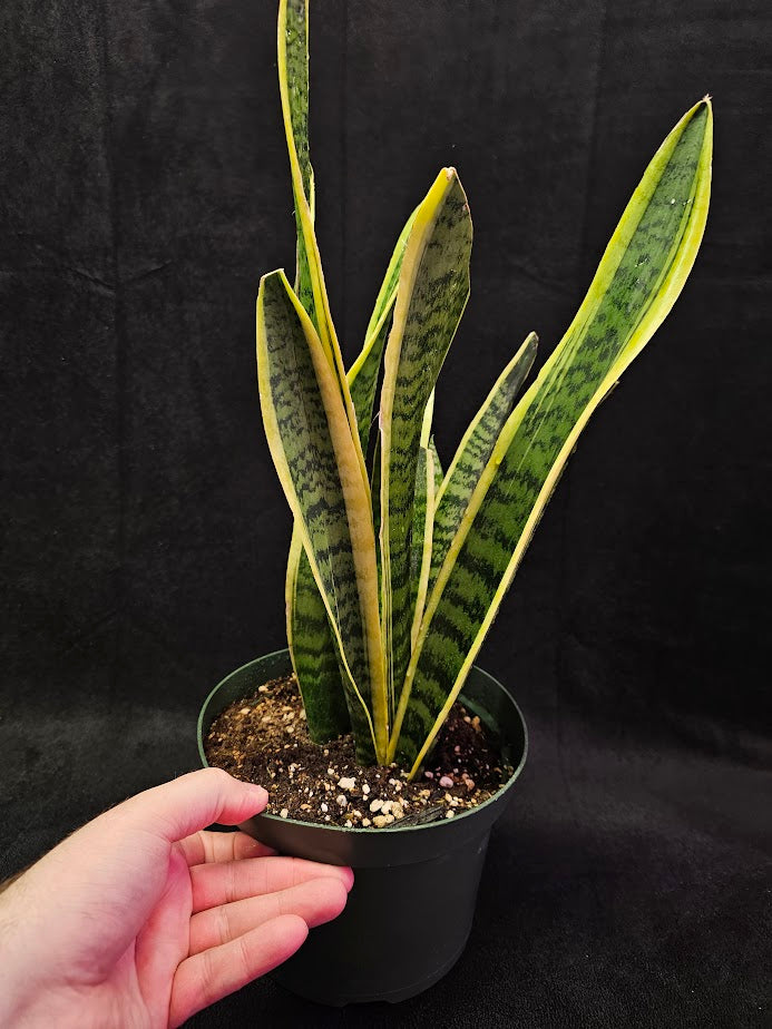 Variegated Snake Plant #01, Also Known As Sansevieria Trifasciata Laurentii, Lovely Yellow Edges