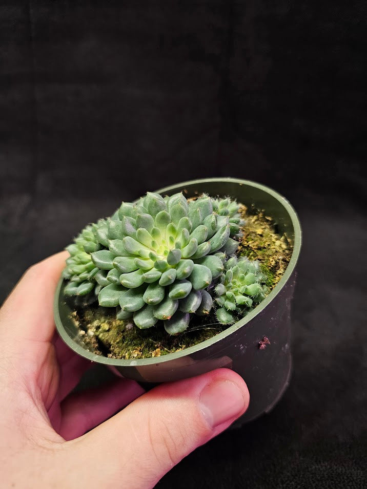 Echeveria Rundelli #02, An Adorable Succulent With Tiny, Chunky, Pointed Blue Green Leaves Growing In A Dense Rosette