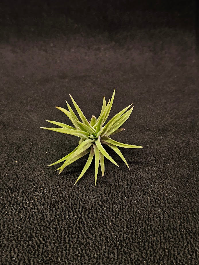 Tillandsia Ionantha Mexicana #01, This Variety From Mexico Has Very Thick, Curving Leaves