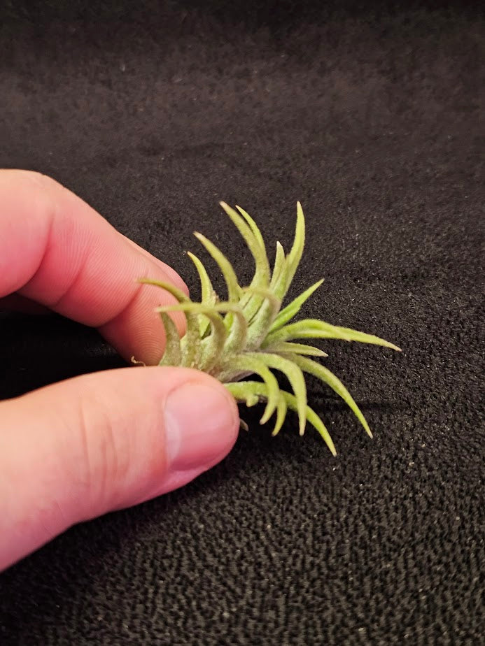 Tillandsia Ionantha Mexicana #01, This Variety From Mexico Has Very Thick, Curving Leaves