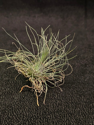Tillandsia Andreana #01, Native To Colombia And North West Venezuela, First Described In 1888