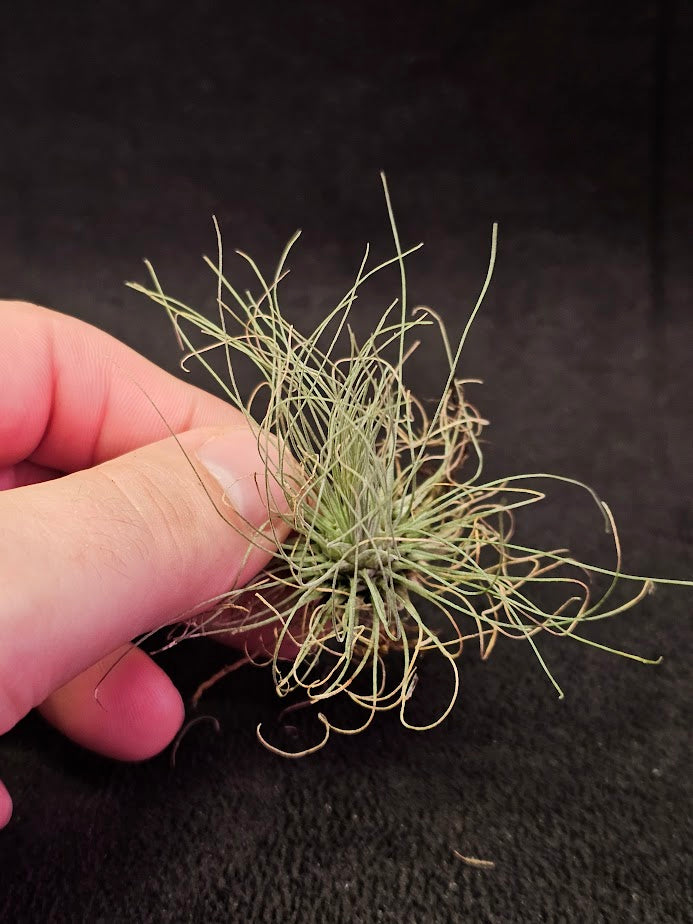 Tillandsia Andreana #01, Native To Colombia And North West Venezuela, First Described In 1888
