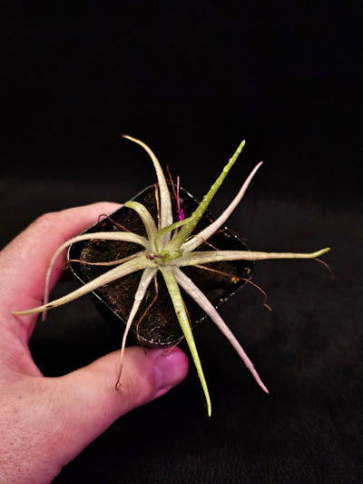 Pinguicula Gypsicola X Moctezumae #01, Produces Long Skinny Leaves & Bright Pink Flowers