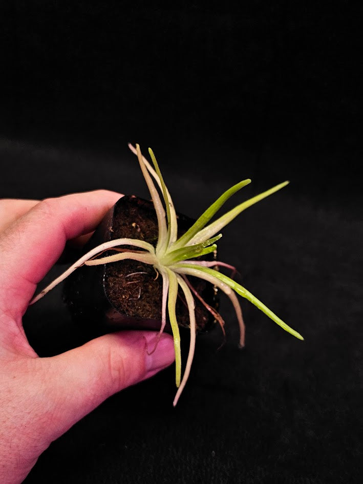 Pinguicula Gypsicola X Moctezumae #02, Produces Long Skinny Leaves & Bright Pink Flowers