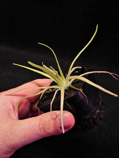 Pinguicula Gypsicola X Moctezumae #02, Produces Long Skinny Leaves & Bright Pink Flowers