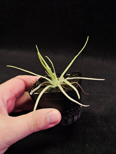Pinguicula Gypsicola X Moctezumae #03, Produces Long Skinny Leaves & Bright Pink Flowers