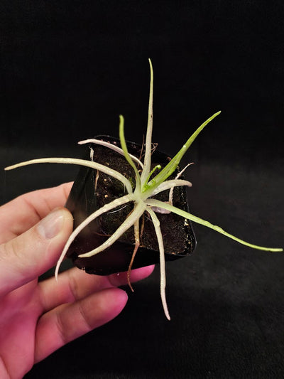 Pinguicula Gypsicola X Moctezumae #03, Produces Long Skinny Leaves & Bright Pink Flowers