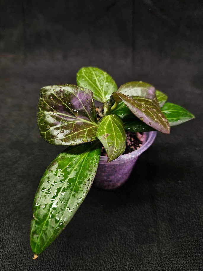 Hoya Hellwigiana (IML 1101) #01, An Attractive Plant That Has Shiny Leaves, Likes Humidity & Warmth