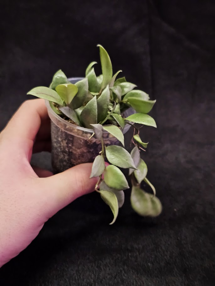 Hoya Lacunosa Louisa's Silver #01, Features Leaves That Are Entirely Silver With Almost No Green