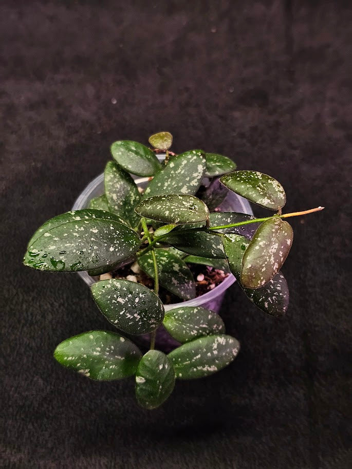 Hoya VL9 #01, This Stunning Plant Features Small Grape Like Leaves That Sun Stress Purple & Bright Orange Sherbet Flowers